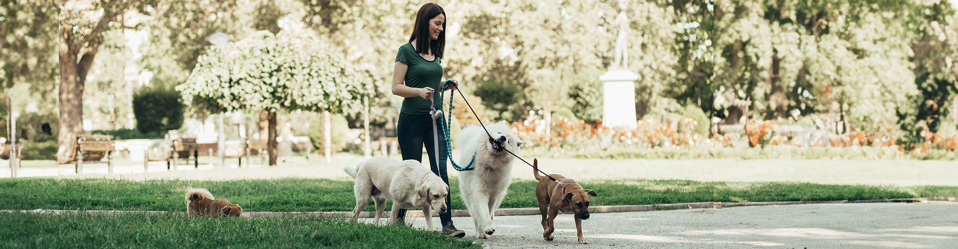 dog walker enjoying with dogs while walking outdoors
