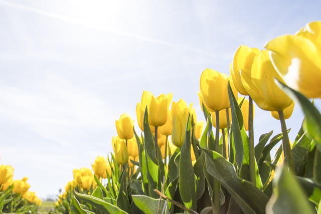 spring flowers