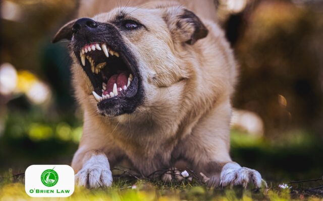 Bitten by a Dog You May Be Entitled to Compensation!