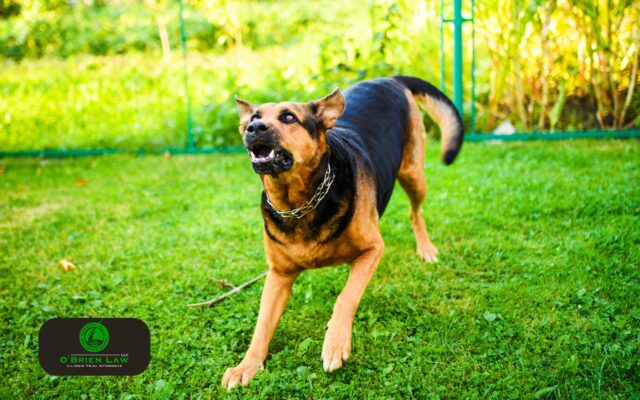 Dog attacks can be dangerous and common in Kane County
