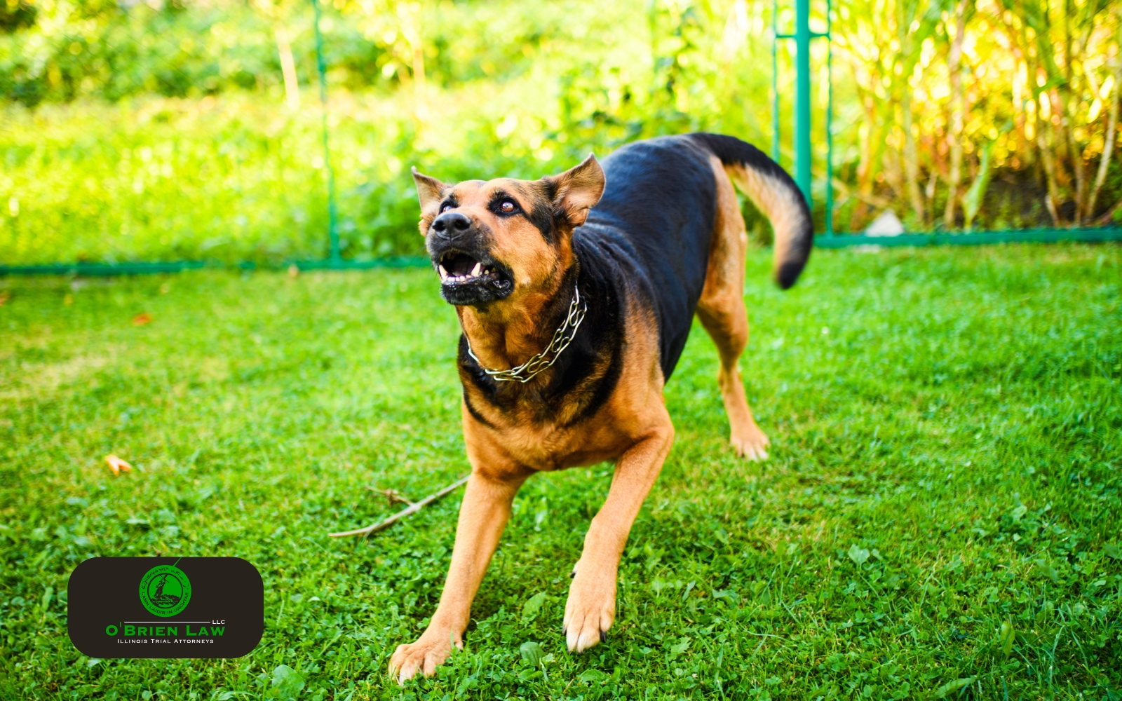 Dog attacks can be dangerous and common in Kane County